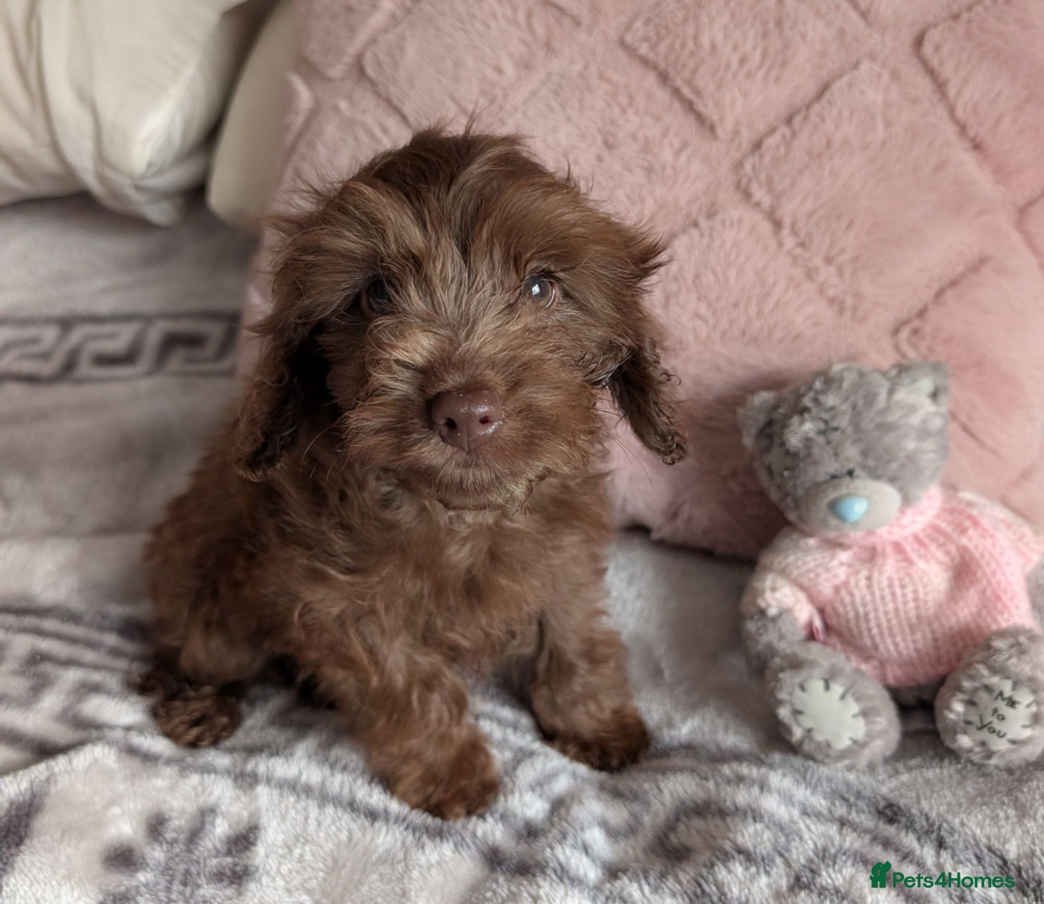 Cockapoo dogs Reduced price Cockapoo pups - Advert 1