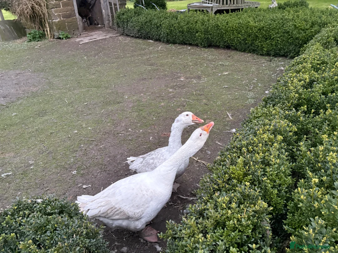 Geese poultry for sale: 2 Geese for Sale - Male and Female in Church Stretton - Advert 2