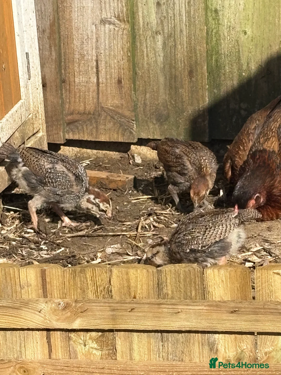 Chickens poultry for sale: Shamo x OEG  in Crewkerne - Advert 2