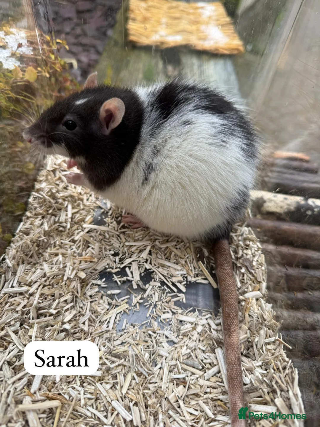 Rat rodents for sale: Gorgeous baby rats dwarf and full size Sheffield - Advert 7