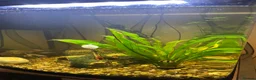 Barbs fish for sale: Fish tank and fish for sale  in Rotherham - Advert 3