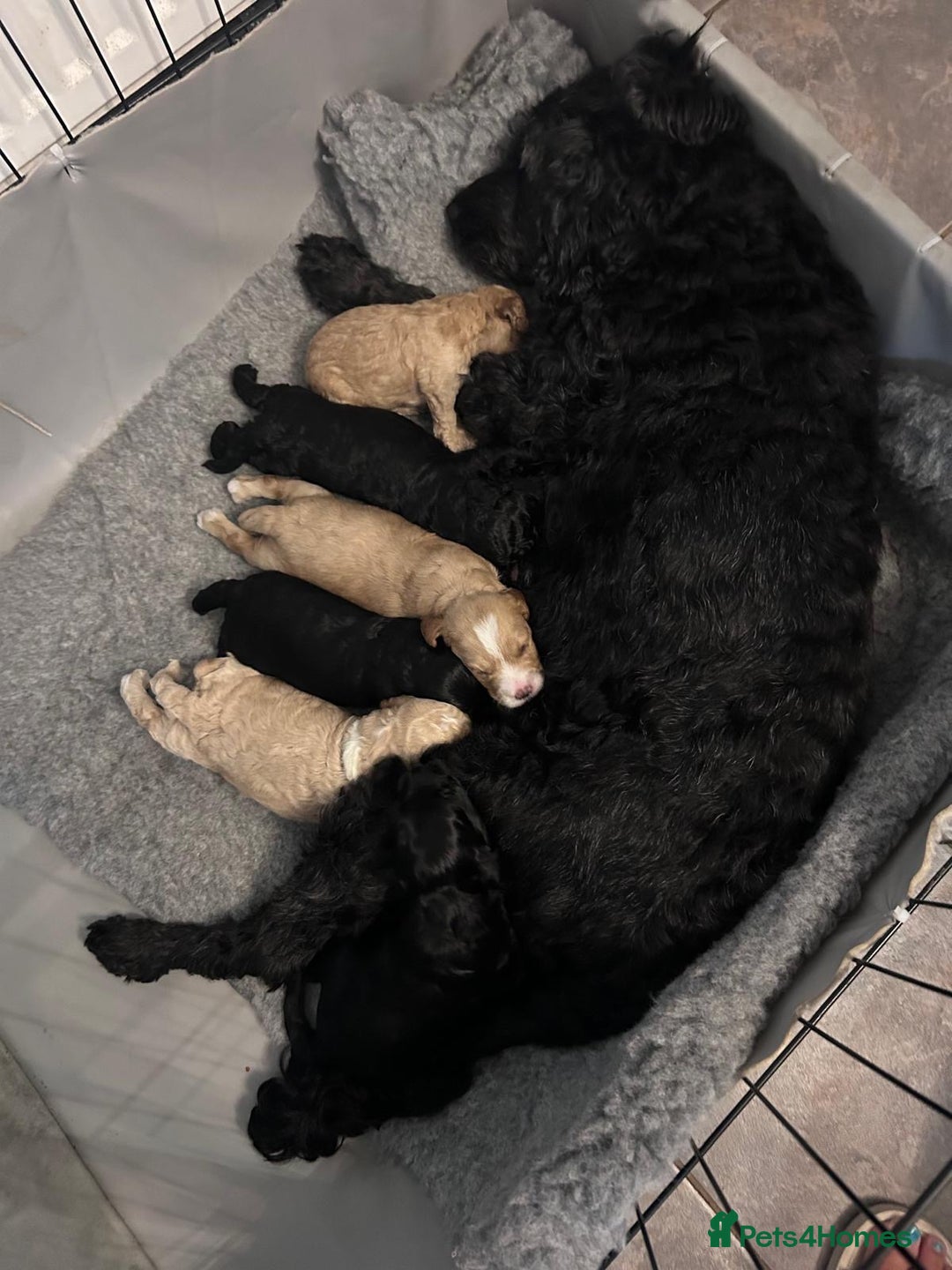 Cockapoo dogs for sale: Cockapoo puppies 3 girls 3 boys  - Image 11