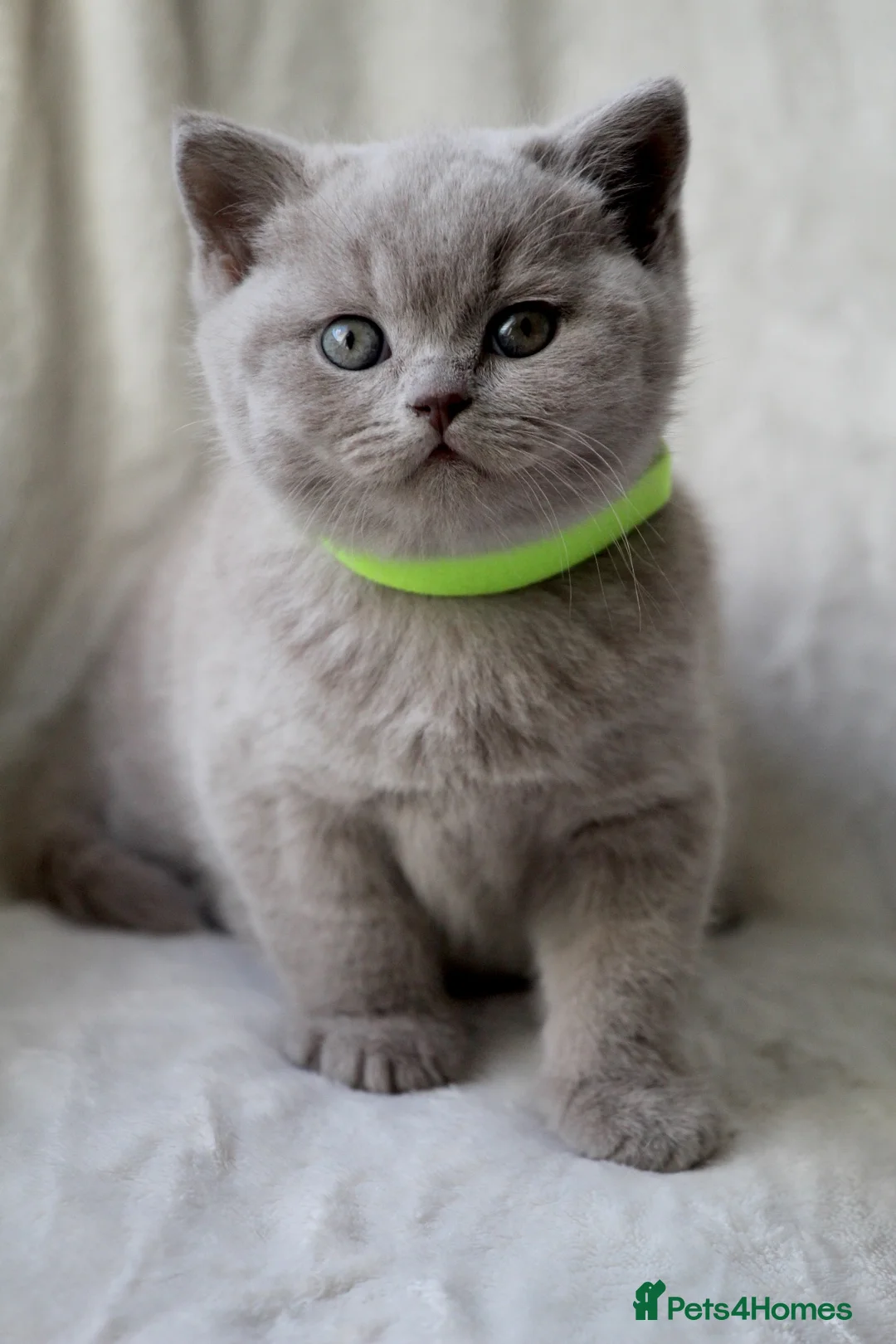 British Shorthair cats for sale: GCCF British Shorthair Kittens  - Advert 10