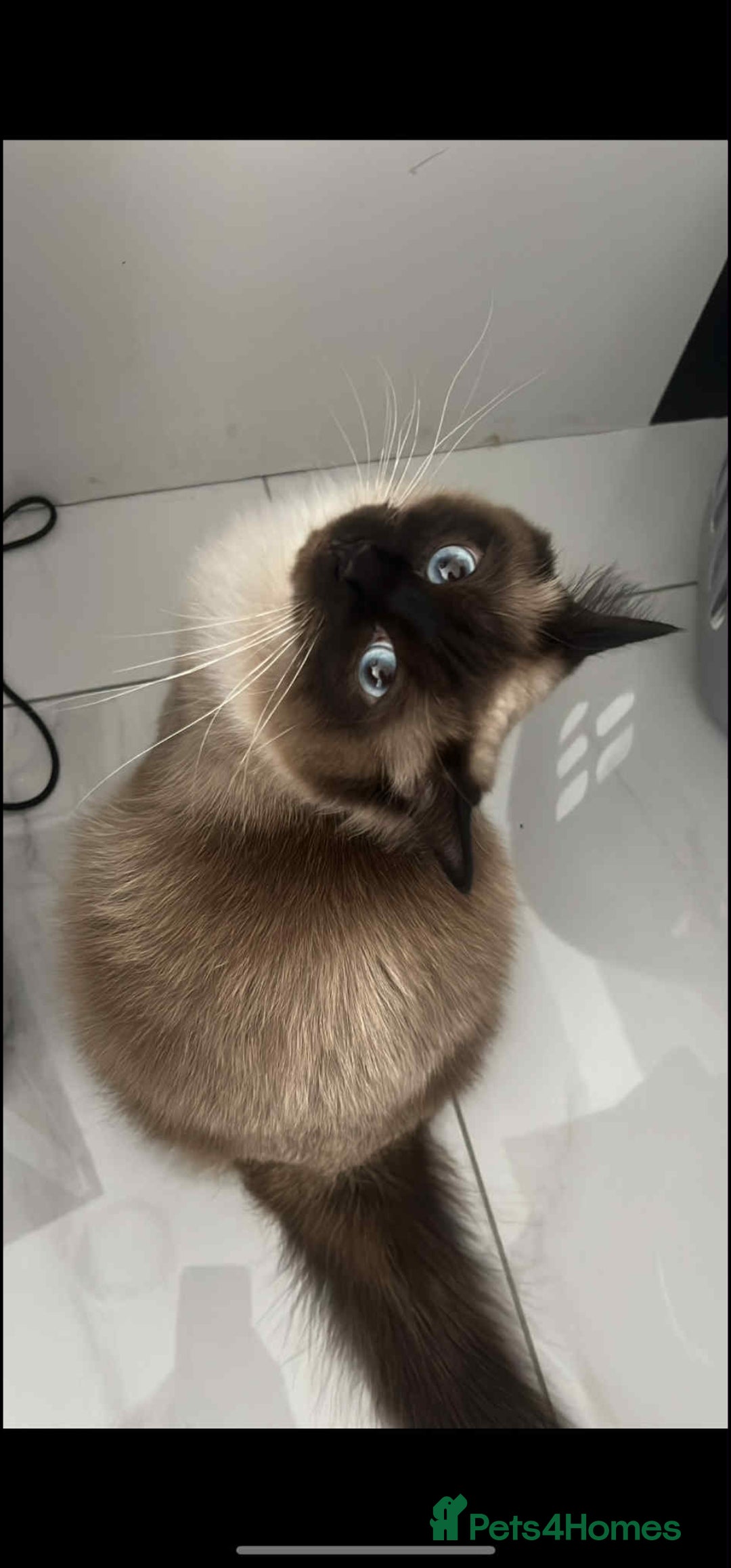 Ragdoll cats for sale: Ragdoll kittens  - Image 5