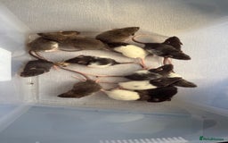 Rat rodents for sale: Dumbo/Rex rats  - Image 5