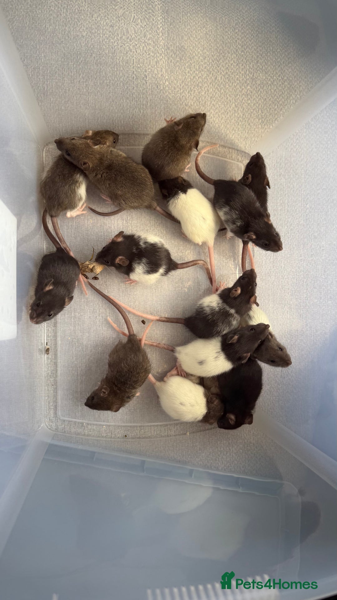 Rat rodents for sale: Dumbo/Rex rats  - Image 5