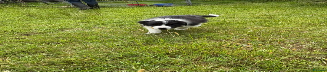 Border Collie Puppy 2