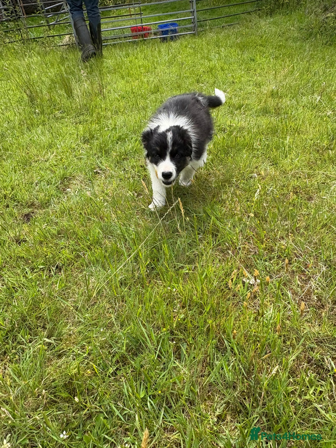 Border Collie dogs for sale: Border collie pups for sale  in Hengoed - Image 2