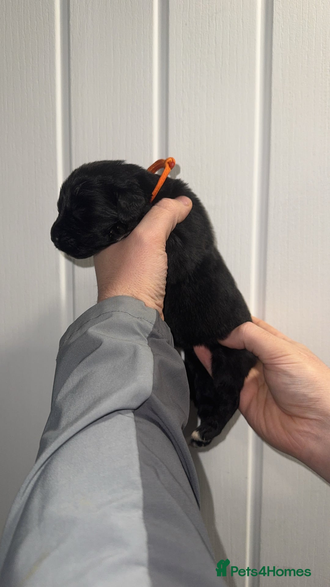 Newfoundland dogs for sale: Stunning Newfoundland Puppies Kc Reg 🐾  - Advert 17