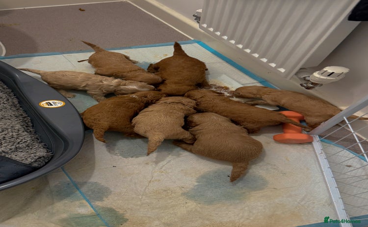 Mixed Breed dogs - Advert 1
