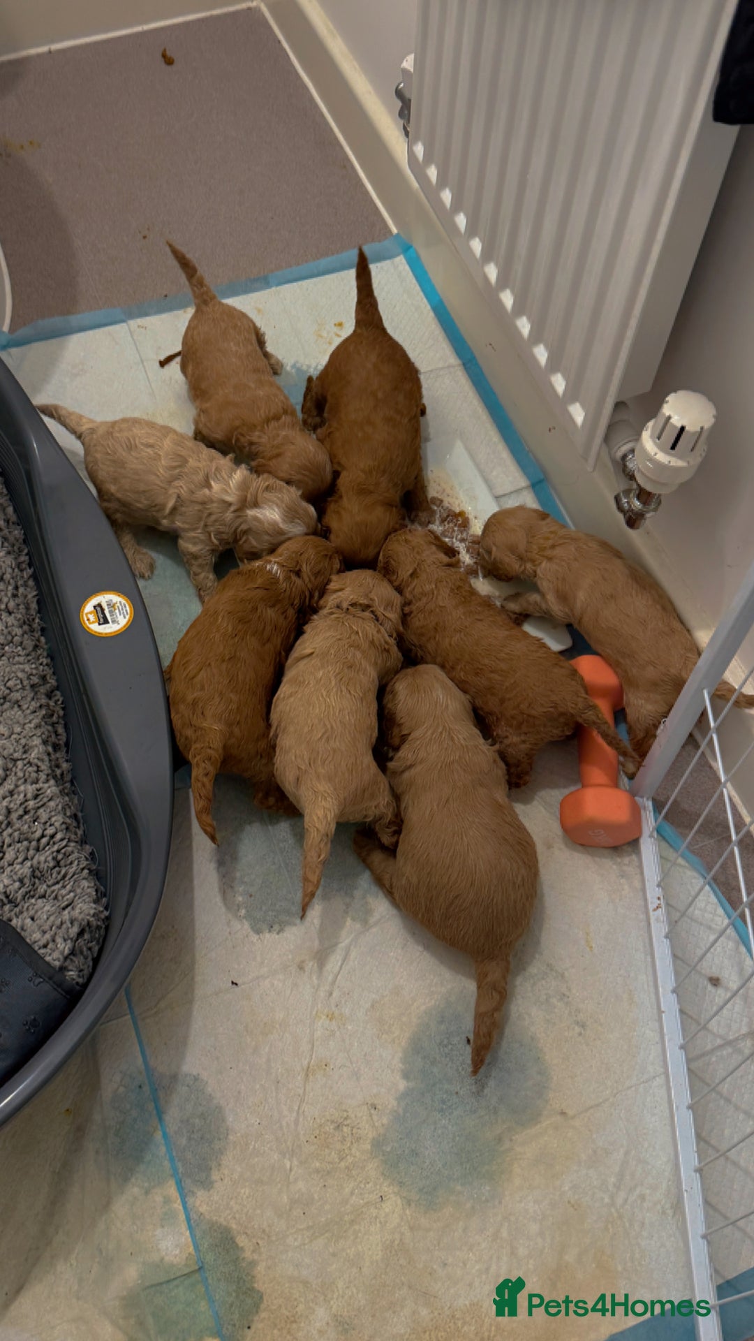 Mixed Breed dogs for sale: Toy Maltipoo X Miniature Labradoodle Puppies - Image 1