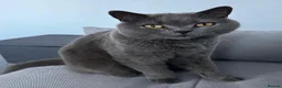 British Shorthair cats for sale: Beautiful British Blue Male  - Advert 3
