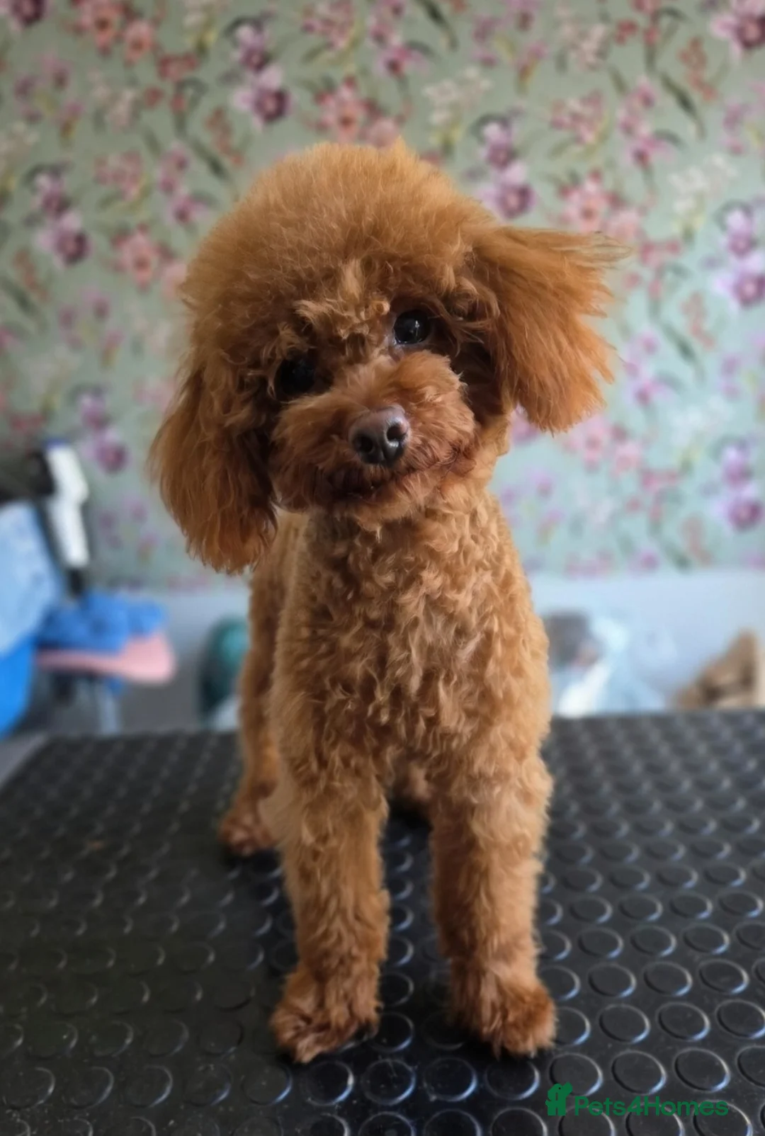 Toy Poodle dogs for stud: Albi stunning red toy poodle  - Advert 2