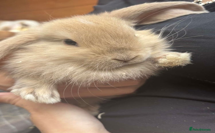 Mini Lop rabbits - Advert 6