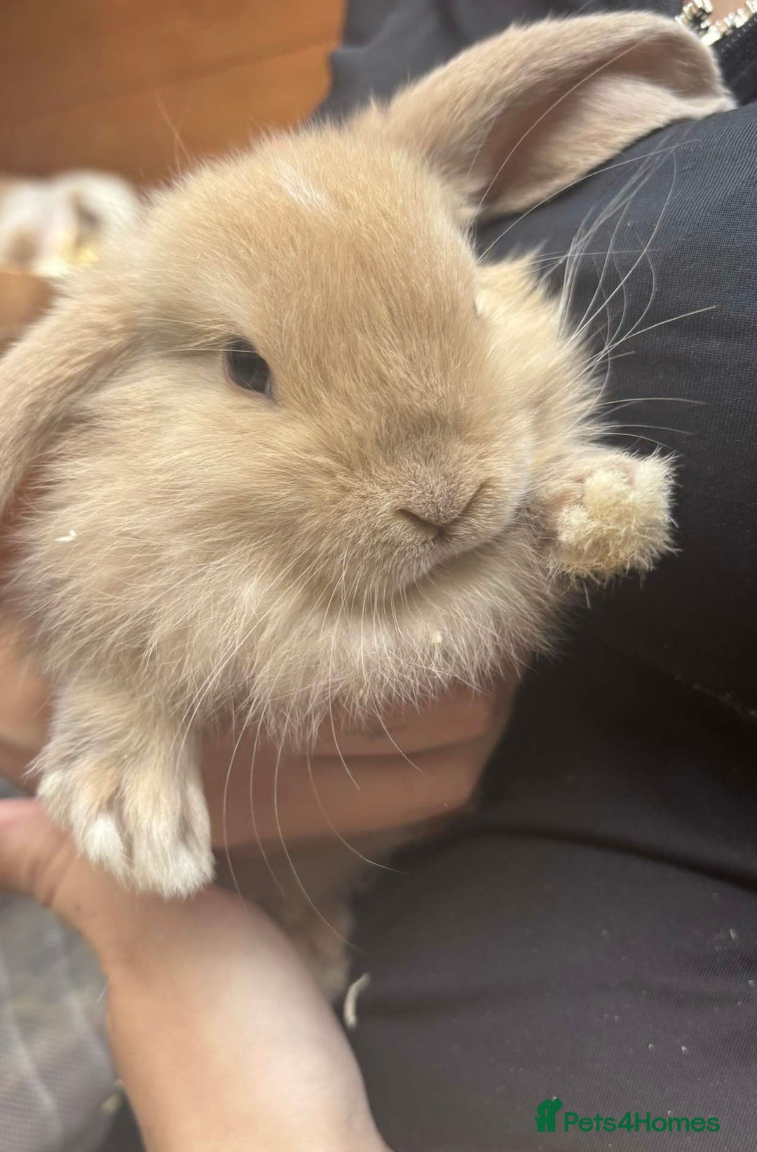 Mini Lop rabbits for sale: Beautiful mini lop rabbits  - Image 1