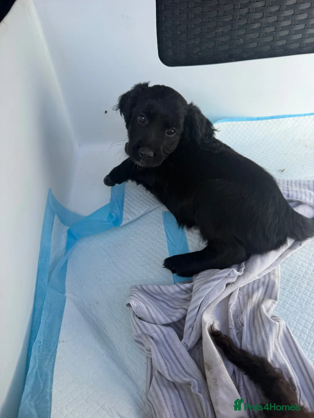 Cockapoo dogs for sale: LAST 2**Beautiful f1 cockapoos puppies  - Advert 2