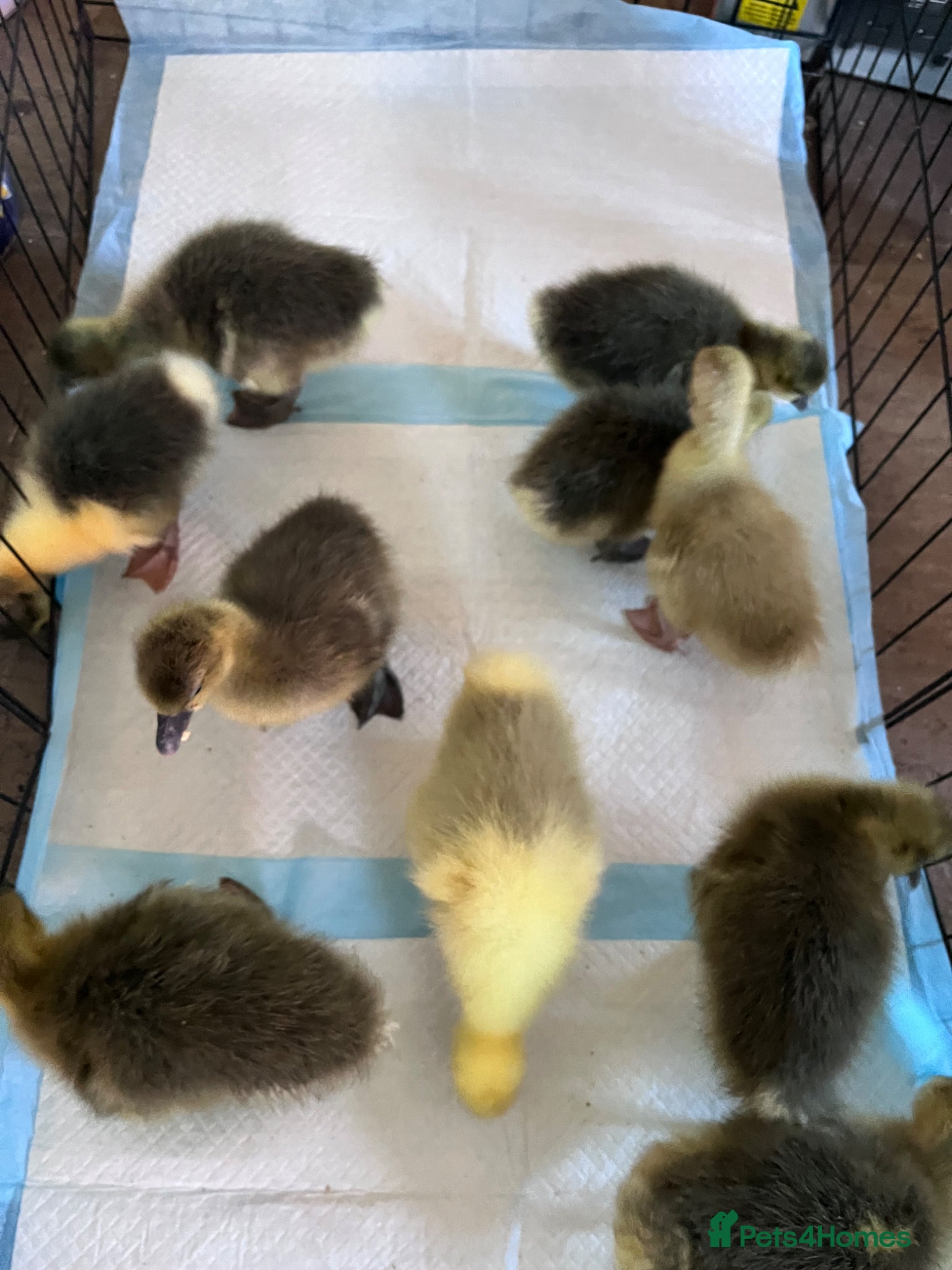 Geese poultry Goslings for sale  - Advert 1