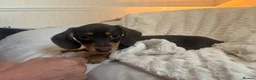 Miniature Dachshund dogs for sale: Miniature dachshund in Cardiff - Advert 2