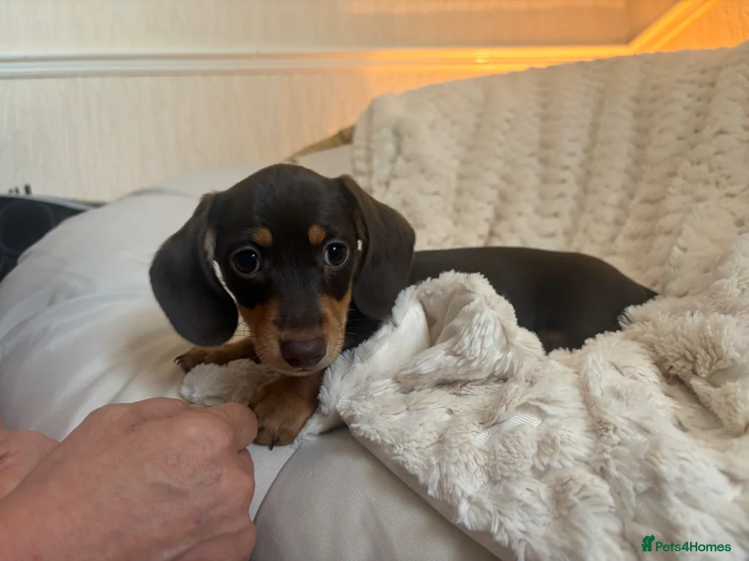 Miniature Dachshund dogs for sale: Miniature dachshund in Cardiff - Advert 2
