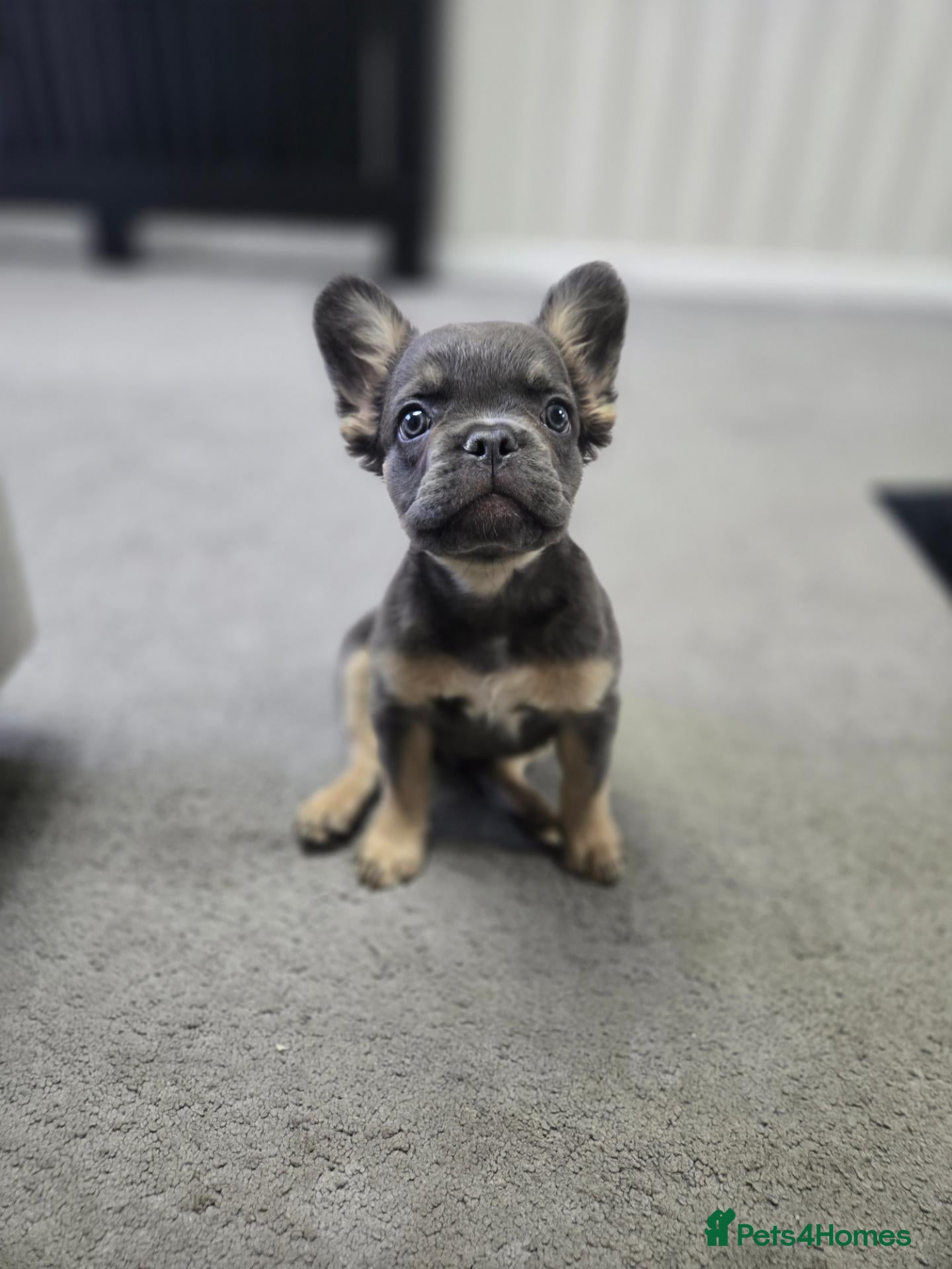 French Bulldog dogs Fluffy french bulldog  - Advert 1