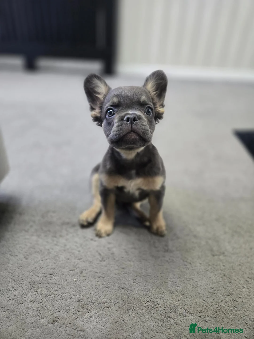 French Bulldog dogs for sale: Fluffy french bulldog  in Stansted - Advert 1