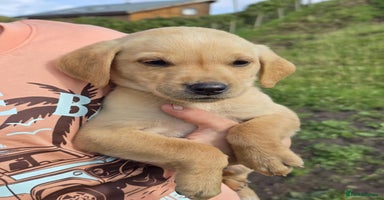 Labrador Retriever dogs - Advert 3