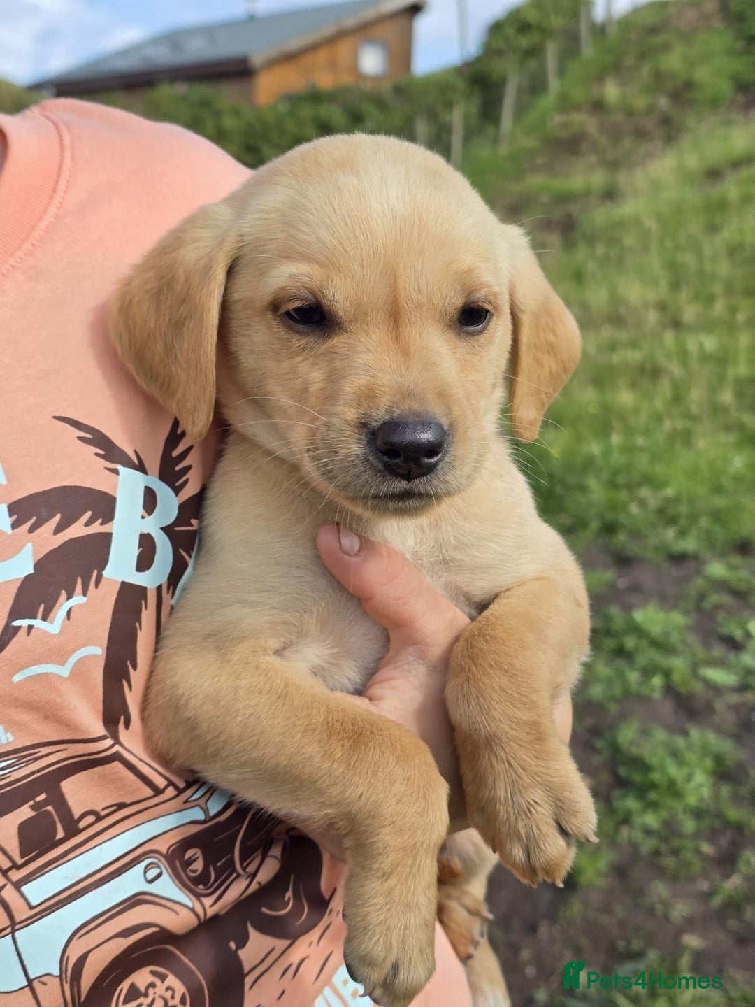 Labrador Retriever dogs for sale: 2 Labradors Boy Pups Red/Yellow - Image 2