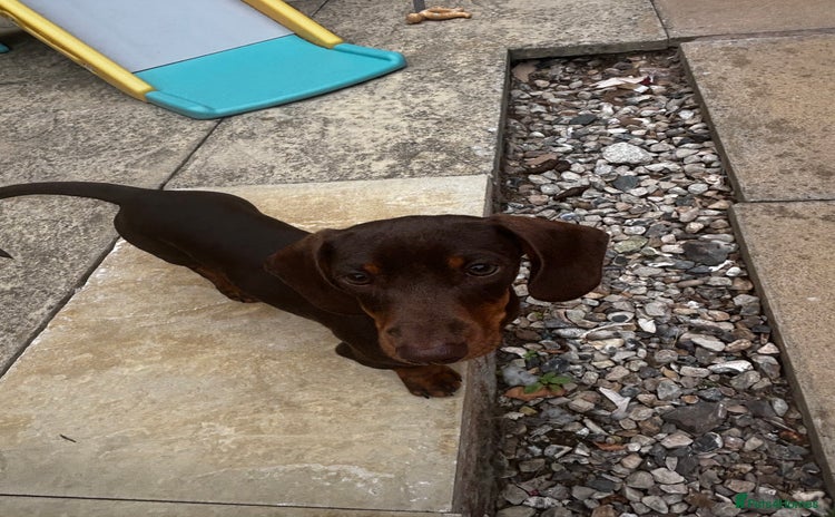Dachshund dogs - Advert 9