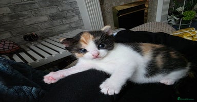 Mixed Breed cats Adorable Kittens Ready for Their Forever Homes!  - Advert 5