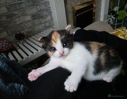 Mixed Breed cats Adorable Kittens Ready for Their Forever Homes! - Advert 4