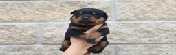 Rottweiler dogs for sale: Rottweiler Puppies  - Advert 13