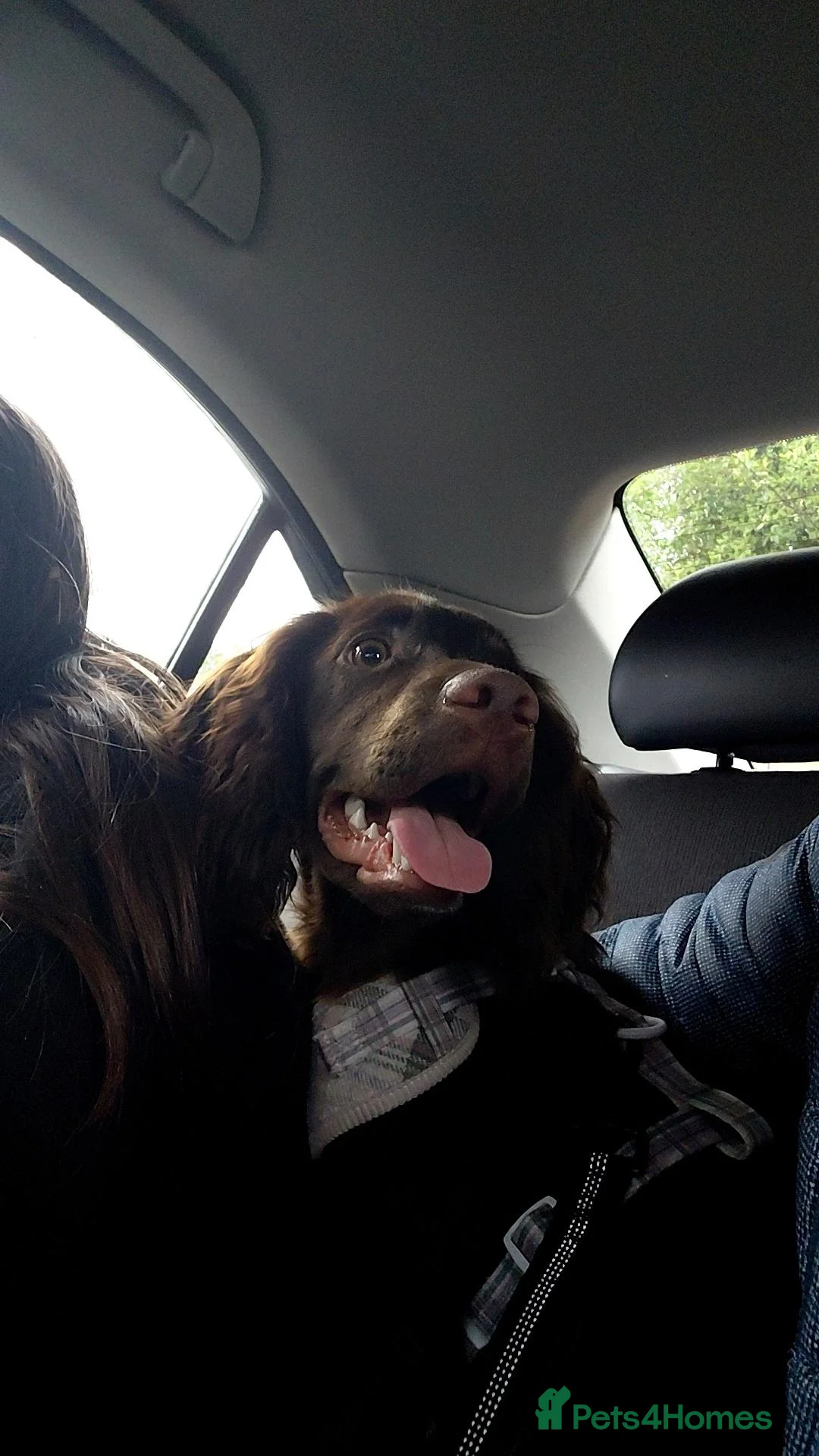 Cocker Spaniel dogs for sale: 5 Beautiful Cocker Spaniel puppies - Advert 15