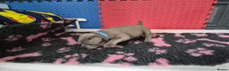 Staffordshire Bull Terrier dogs for sale: Staffordshire bull terrier pups in Leeds - Advert 23