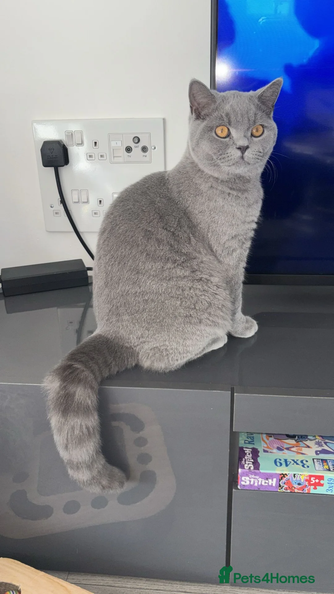 British Shorthair cats for sale: 🧸1 Remaining Chunky British Shorthair Kittens🧸 - Advert 2