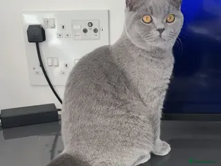 British Shorthair cats 🧸1 Remaining Chunky British Shorthair Kittens🧸 - Advert 1