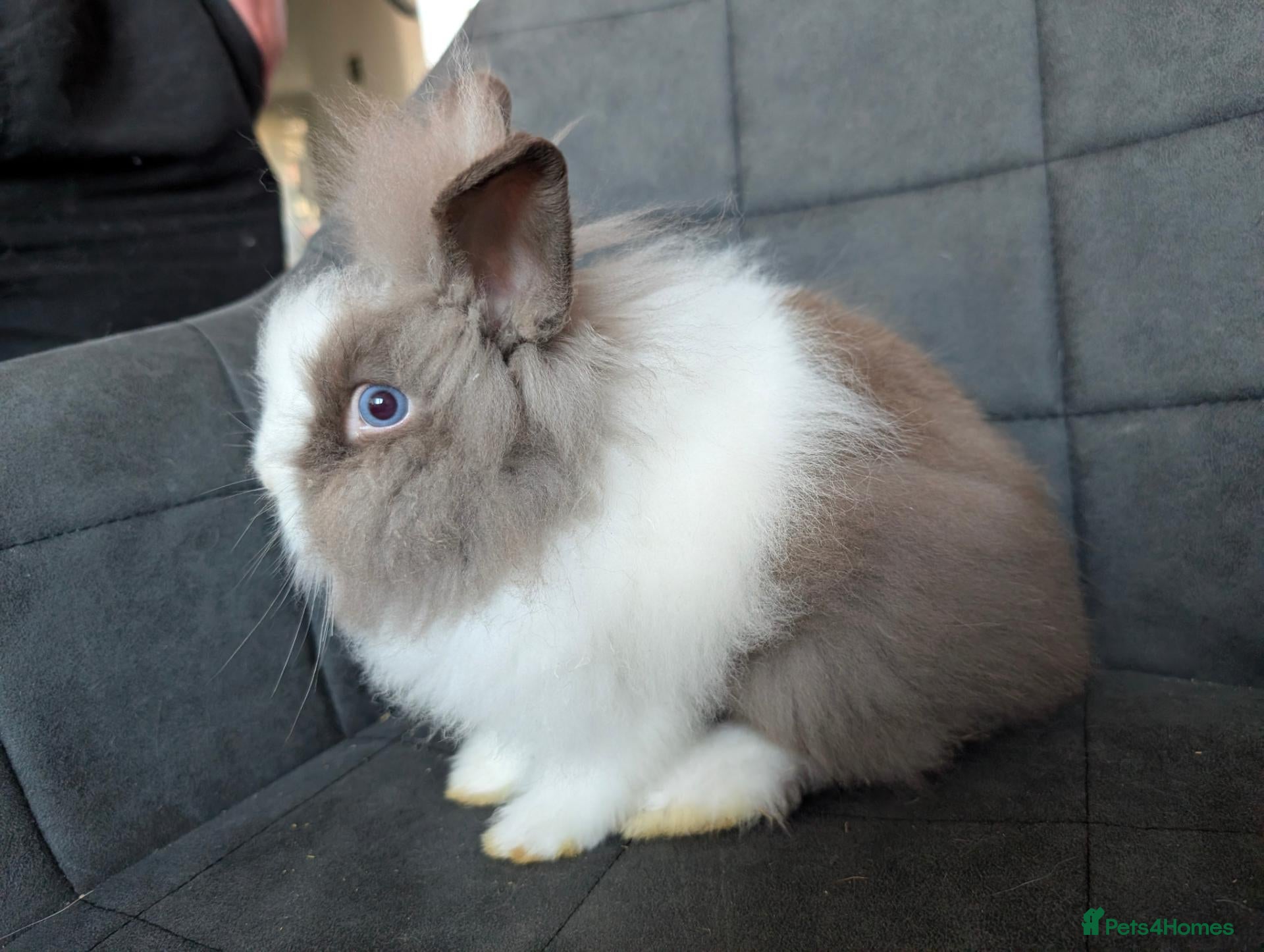 Lionhead rabbits Fluffy BE Lionhead Rabbits for Sale  - Advert 2