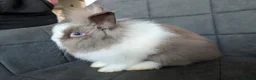 Lionhead rabbits for sale: Fluffy BE Lionhead Rabbits for Sale  - Advert 2