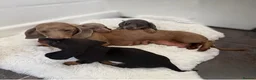 Miniature Dachshund dogs for sale: 3 stunning dachshund puppies  - Advert 9