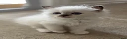 Ragdoll cats for sale: Stunning gccf lilac colourpoint boy available  - Advert 12