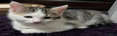 Mixed Breed Kitten 2