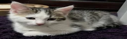 Mixed Breed cats for sale: 6 Lovely Kittens for sale  - Advert 15