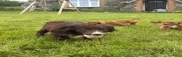 Cocker Spaniel dogs for sale: Working cocker spaniel  - Advert 5