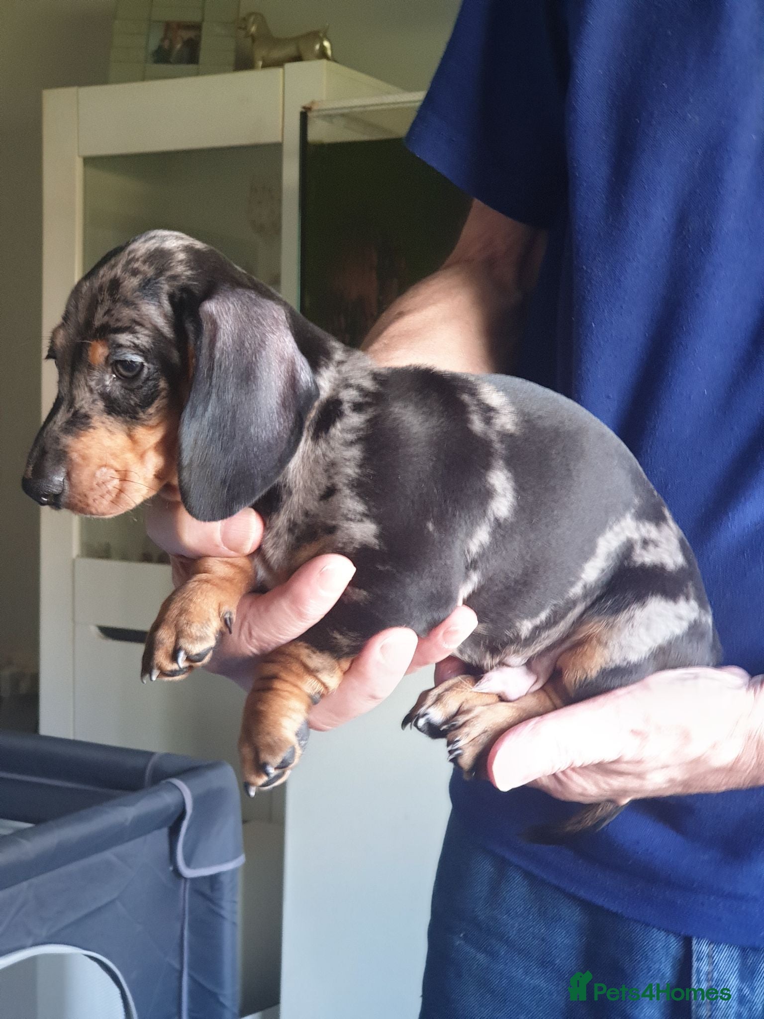 Dachshund dogs Beautiful dapple dachshunds  - Advert 1