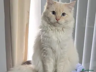 Ragdoll cats Flame point male cat - Advert 4