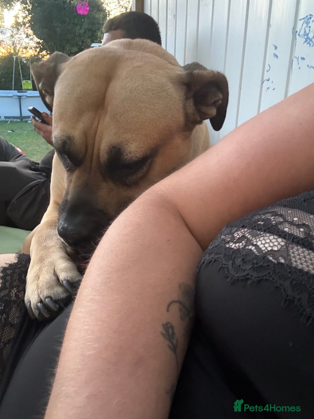 Presa Canario dogs for sale: 4 year old Skye  - Advert 3