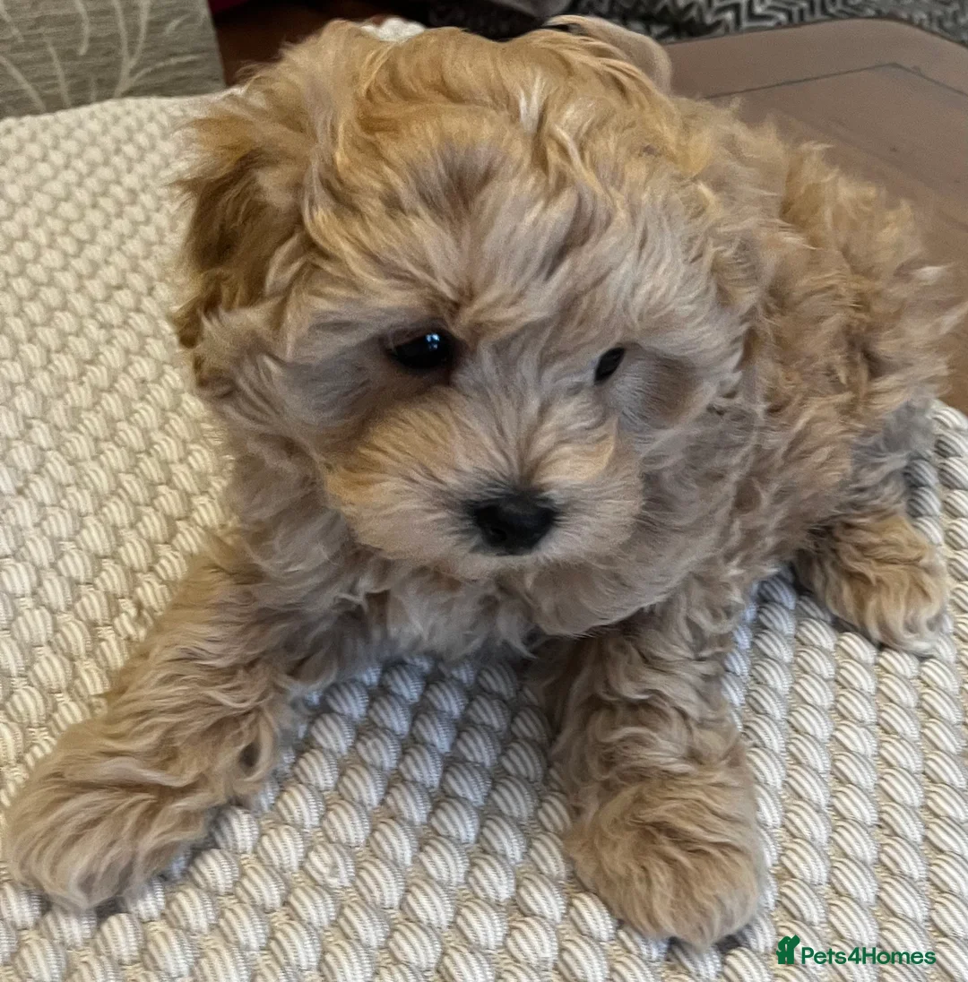 Maltipoo dogs for sale: Gorgeous Maltipoo  - Advert 19
