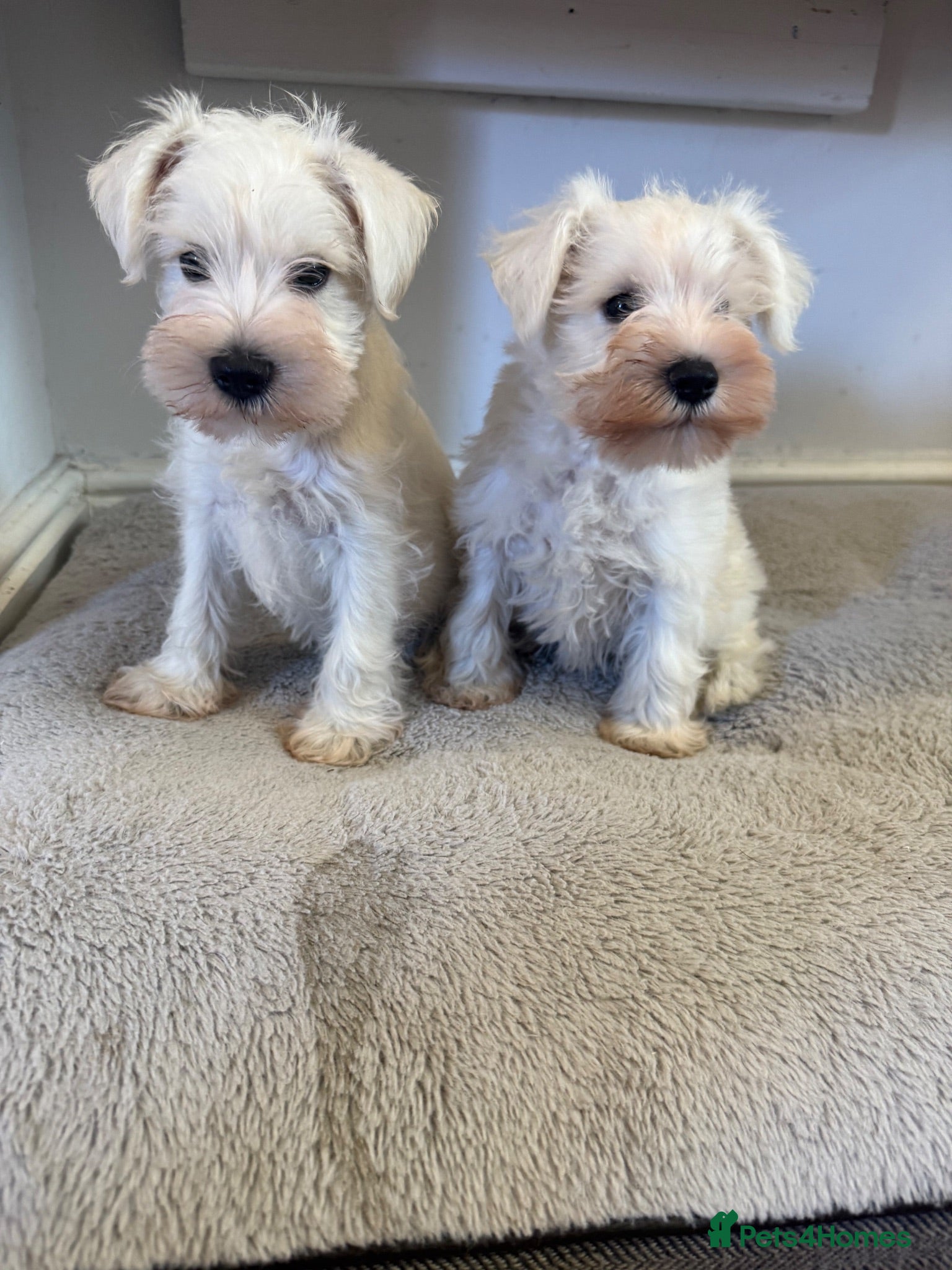 Miniature Schnauzer dogs Beauiful miniature schnauzer puppies available  - Advert 8