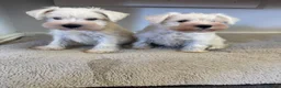 Miniature Schnauzer dogs for sale: Beauiful miniature schnauzer puppies available  - Advert 1