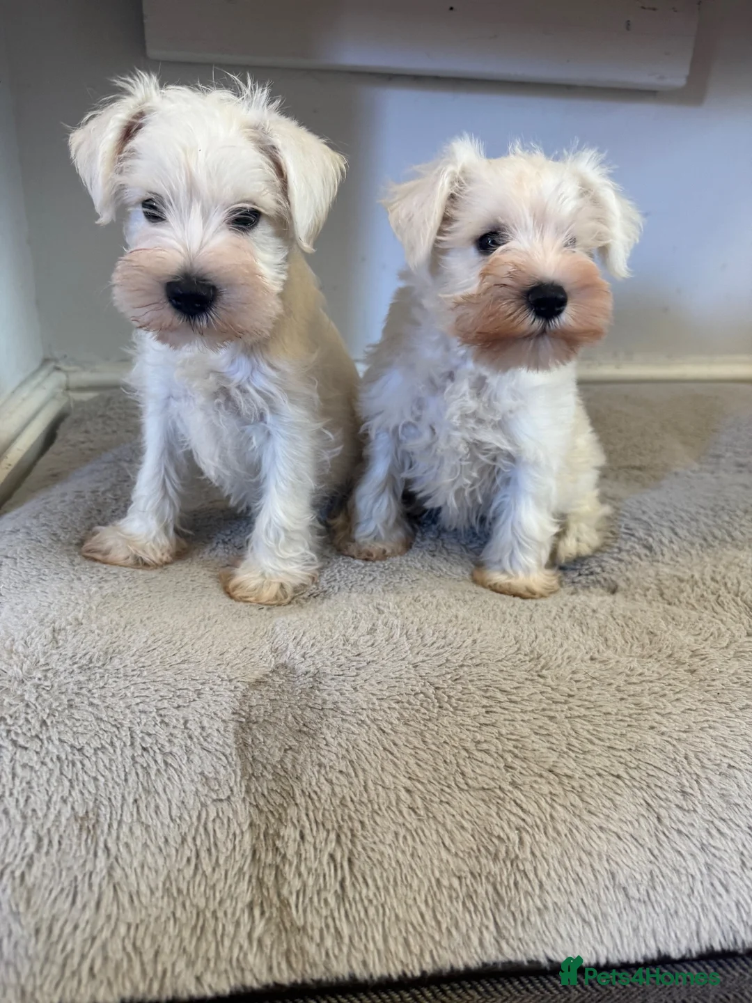Miniature Schnauzer dogs for sale: Beauiful miniature schnauzer puppies available  - Advert 1