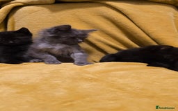 Ragdoll cats for sale: Beautiful half ragdoll kittens - Image 16